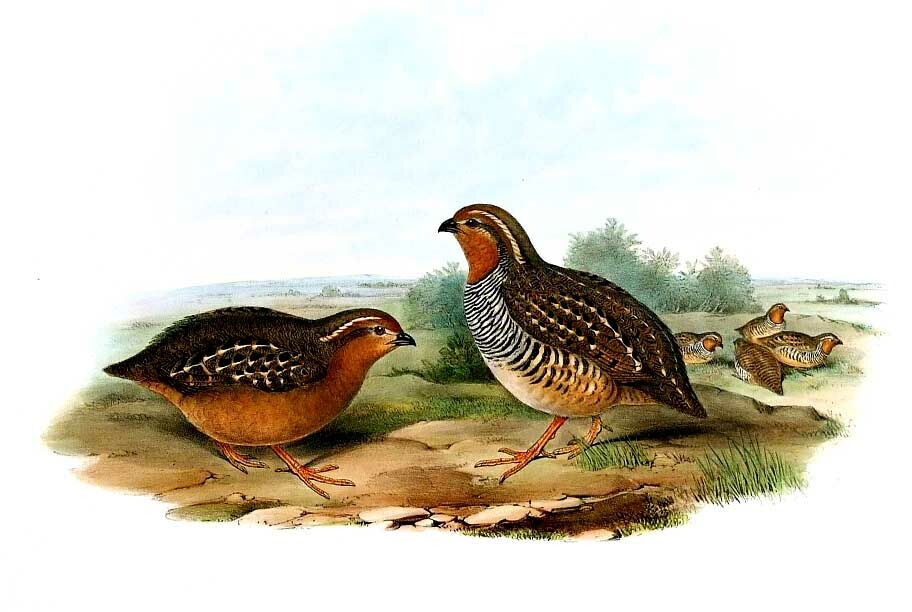 Rock Bush Quail