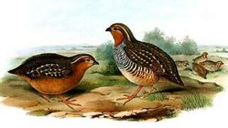 Rock Bush Quail