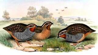 Jungle Bush Quail