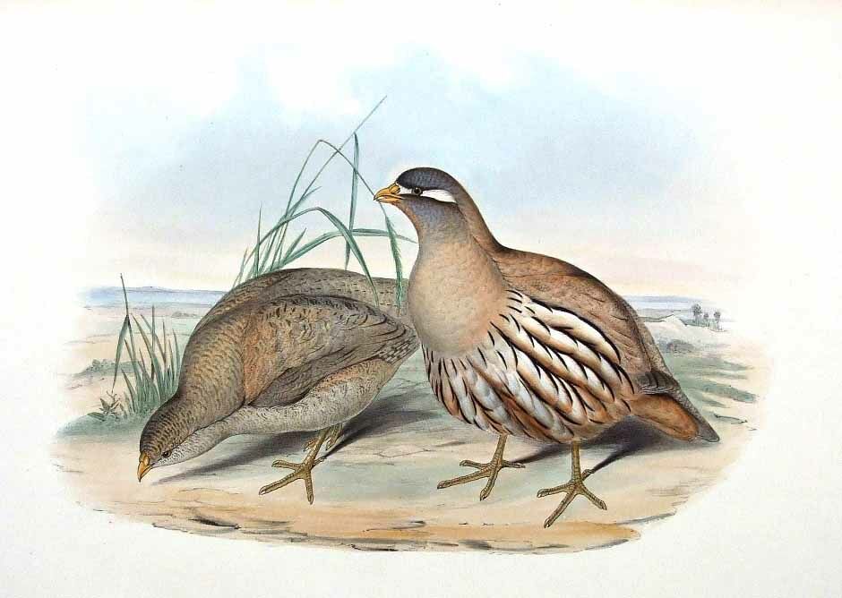 Sand Partridge