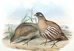 Sand Partridge