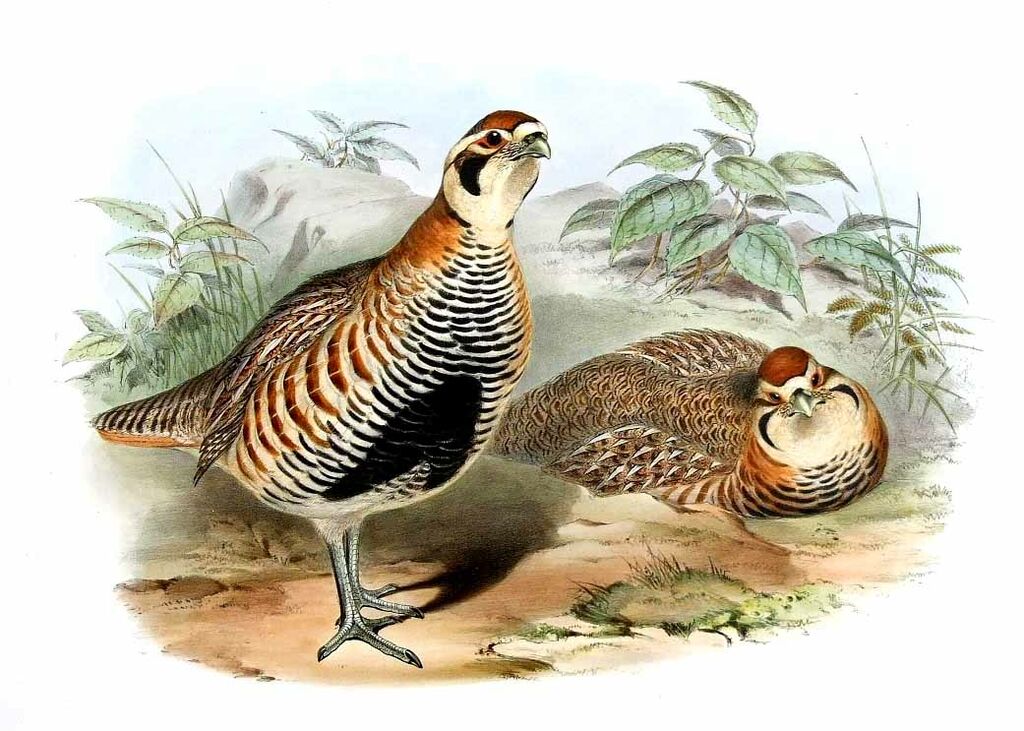 Tibetan Partridge