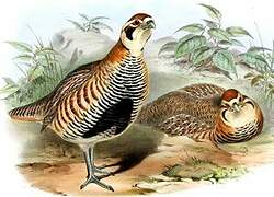 Tibetan Partridge