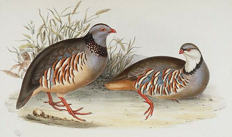 Barbary Partridge