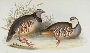 Barbary Partridge