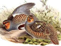 Grey Partridge