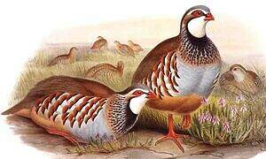 Red-legged Partridge