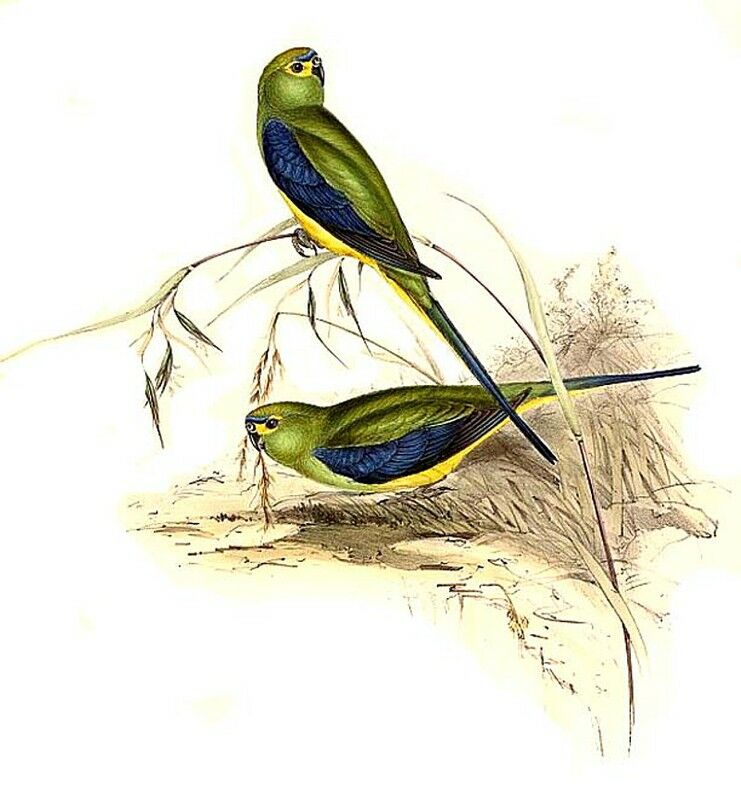 Blue-winged Parrot