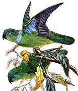 Blue-collared Parrot