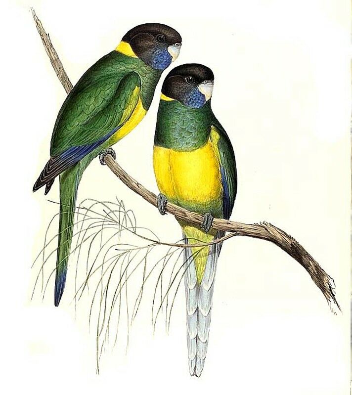 Australian Ringneck