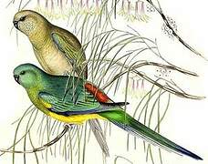 Red-rumped Parrot