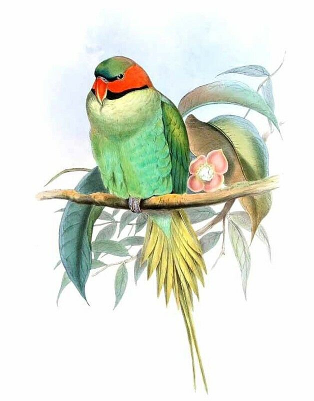 Long-tailed Parakeet