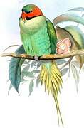 Long-tailed Parakeet