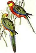 Western Rosella