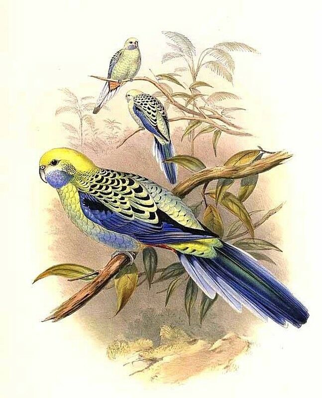 Pale-headed Rosella