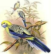 Pale-headed Rosella