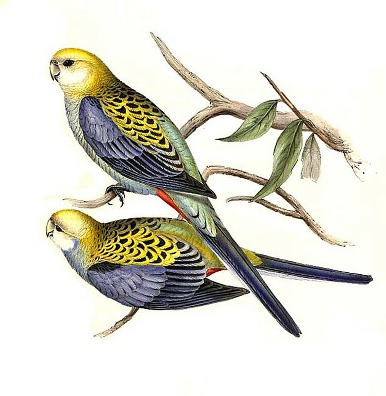 Pale-headed Rosella