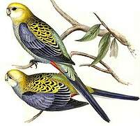 Pale-headed Rosella