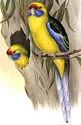 Green Rosella