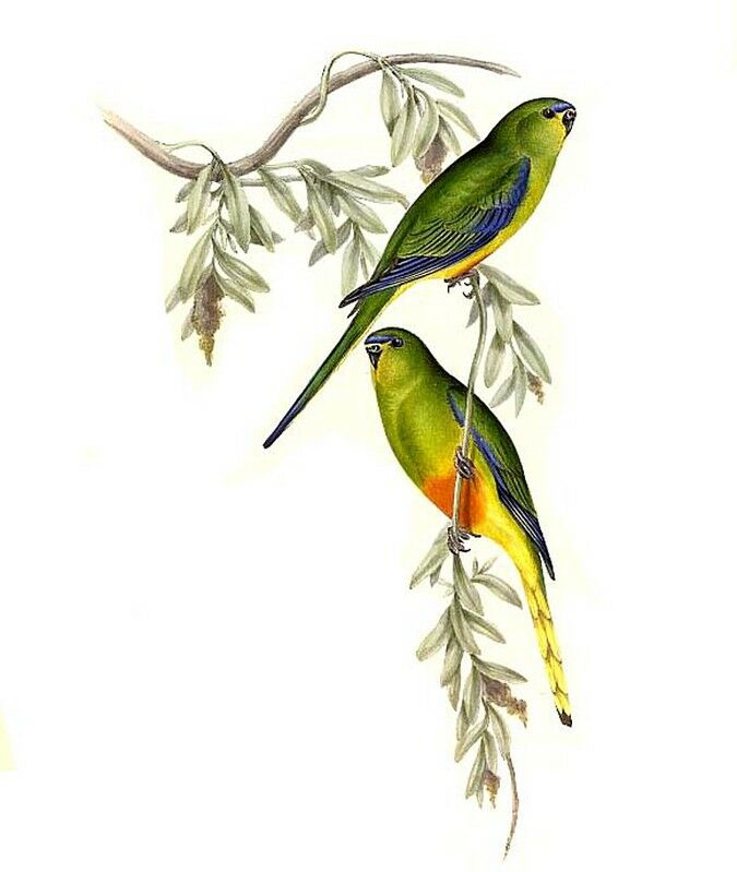 Orange-bellied Parrot