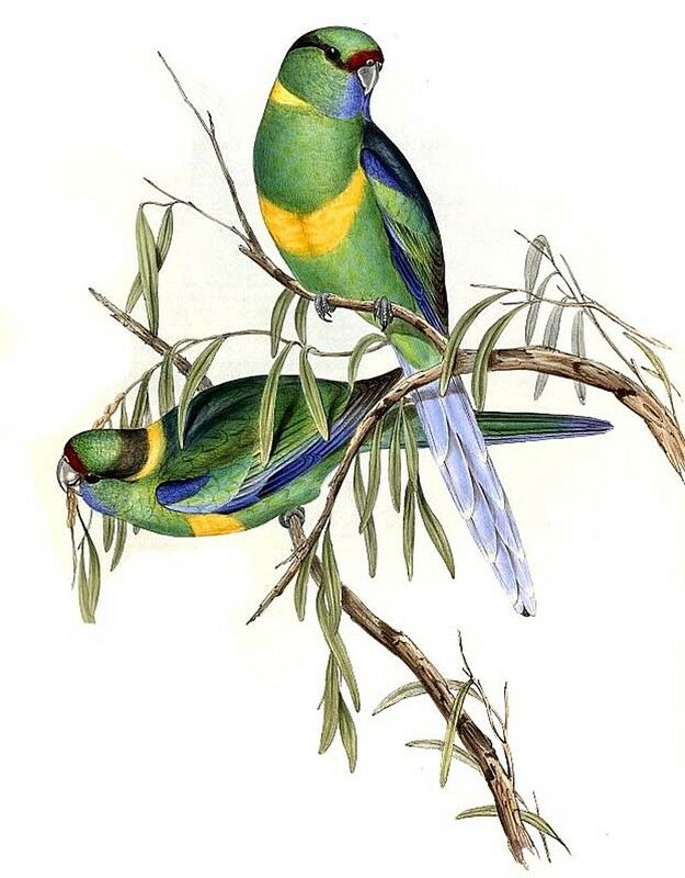 Australian Ringneck (barnardi)