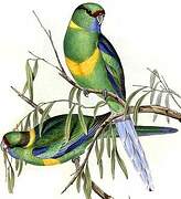 Australian Ringneck (barnardi)