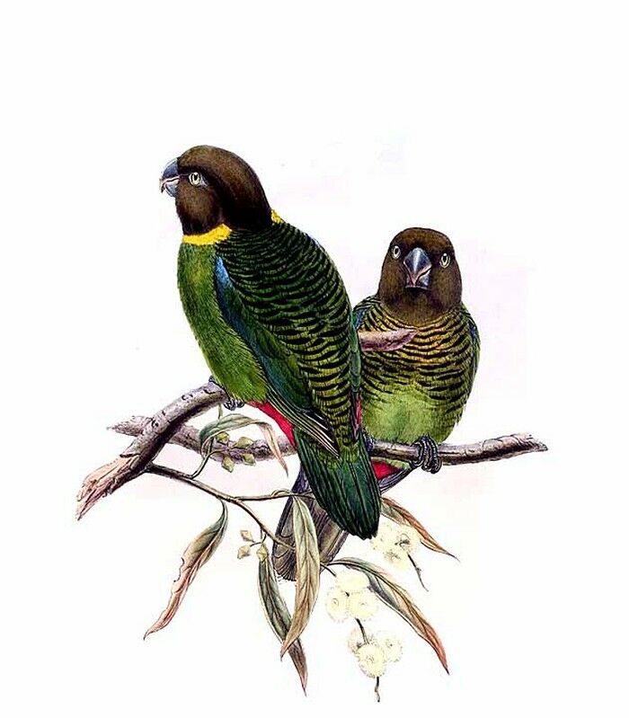 Brehm's Tiger Parrot