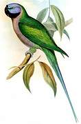 Lord Derby's Parakeet