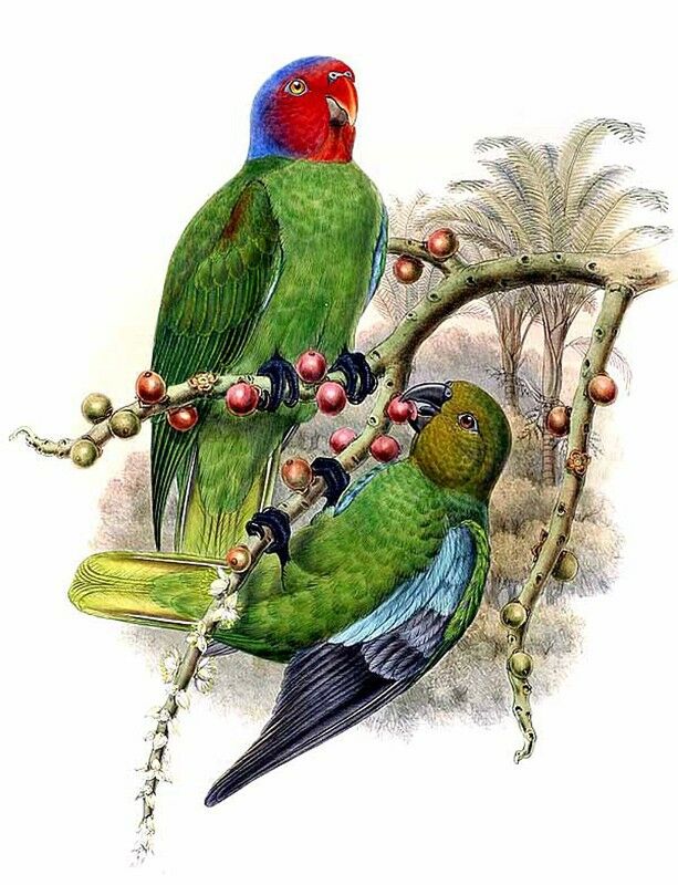 Red-cheeked Parrot