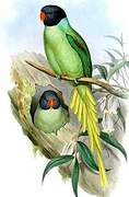 Slaty-headed Parakeet