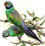 Layard's Parakeet