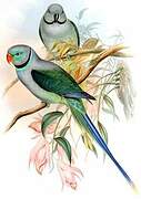 Blue-winged Parakeet