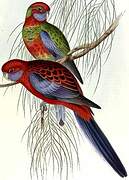 Crimson Rosella