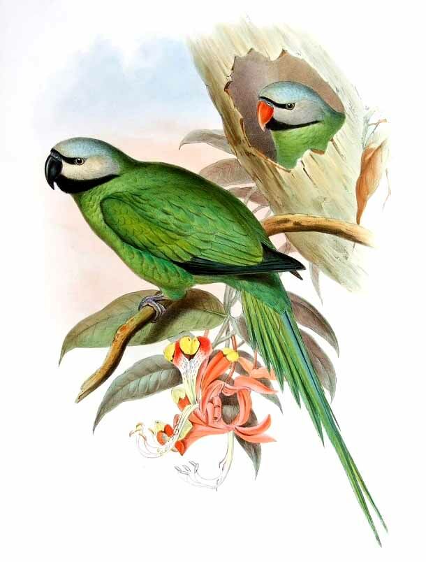 Nicobar Parakeet