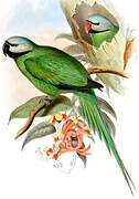 Nicobar Parakeet