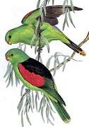 Red-winged Parrot