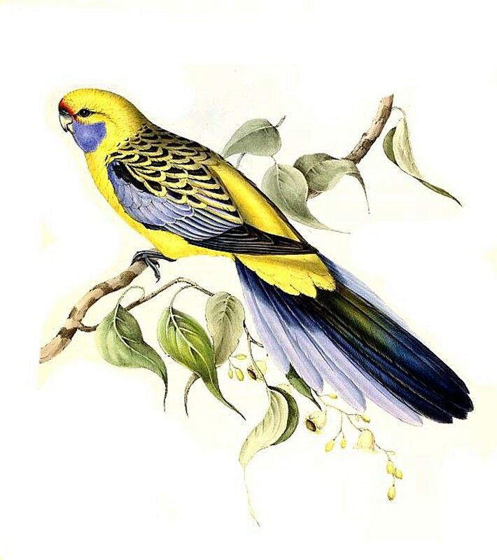 Crimson Rosella (flaveolus)