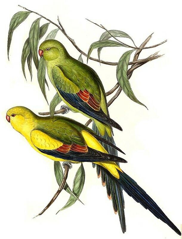 Regent Parrot