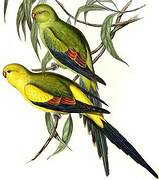 Regent Parrot