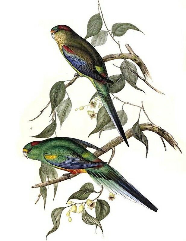 Mulga Parrot