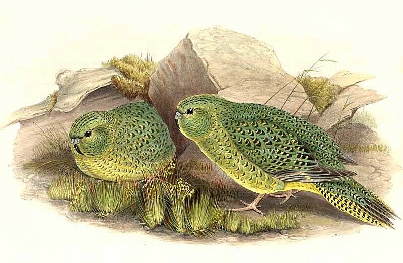 Night Parrot