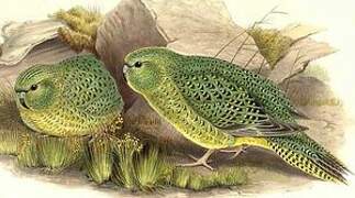 Night Parrot