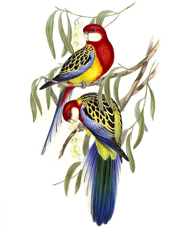 Eastern Rosella