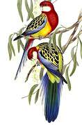 Eastern Rosella