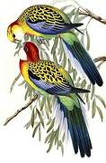 Eastern Rosella