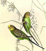 Budgerigar