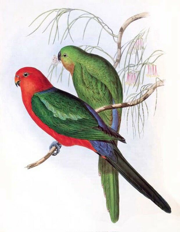 Australian King Parrot