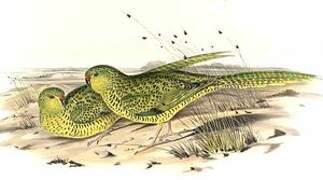 Ground Parrot