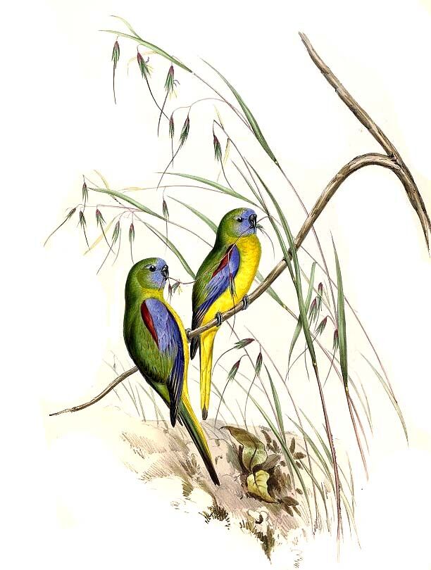 Turquoise Parrot