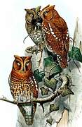 Oriental Scops Owl